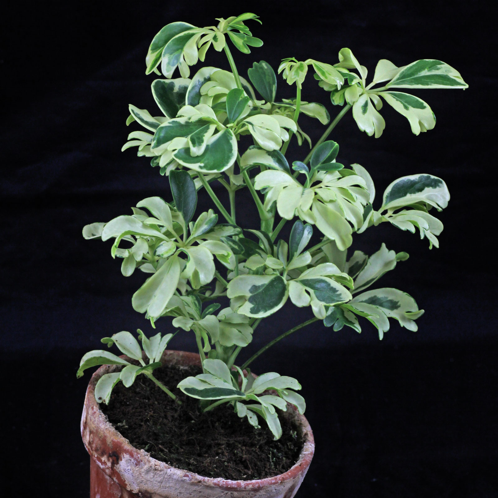 Schefflera arboricola Janine