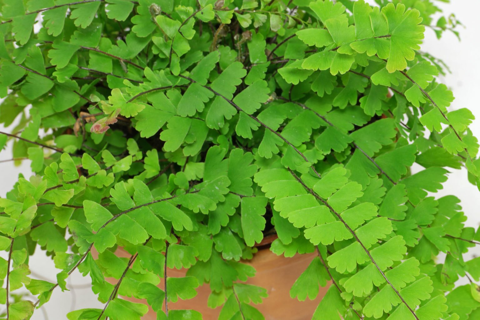 How to care for maidenhair fern information