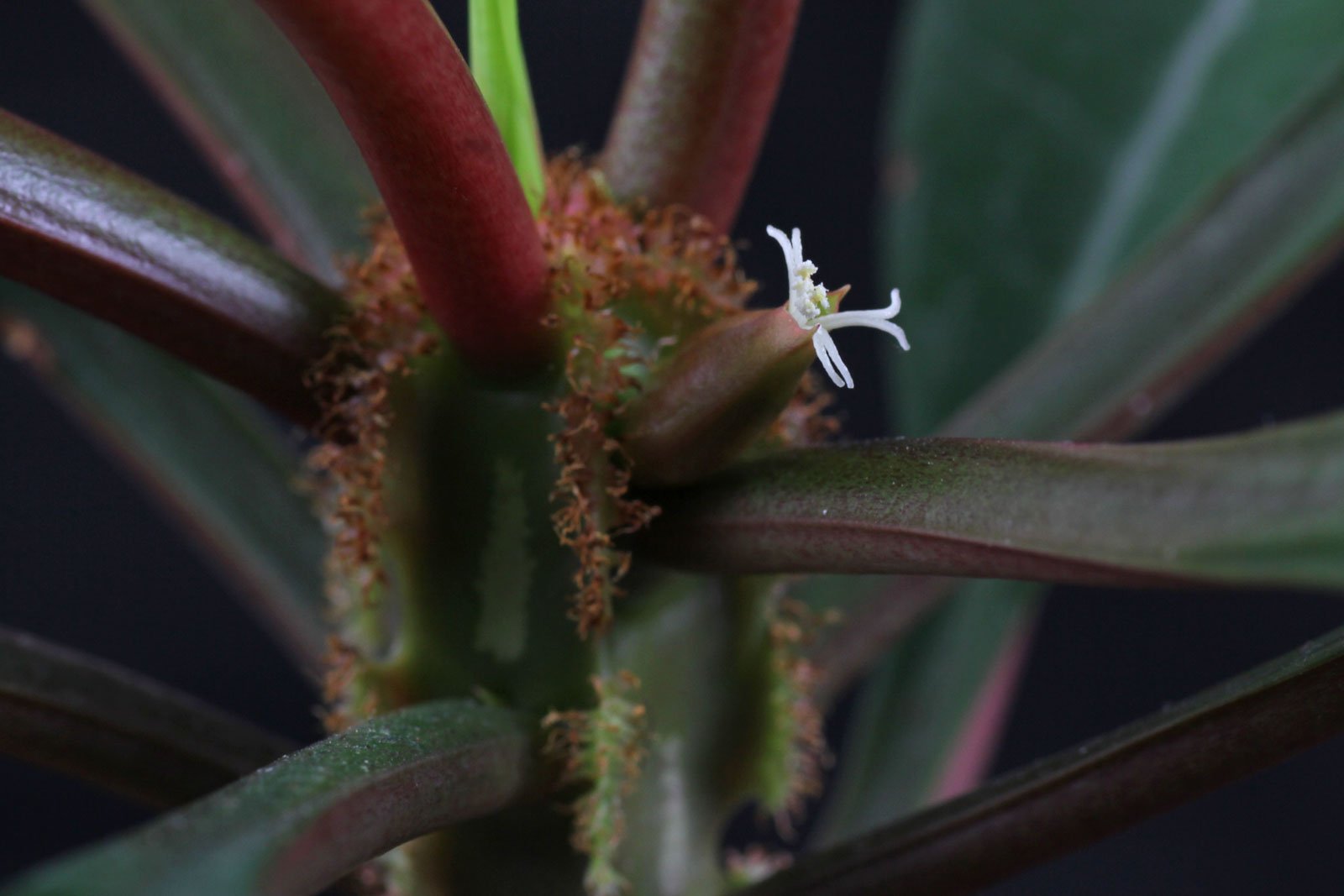 Euphorbia leuconeura flower