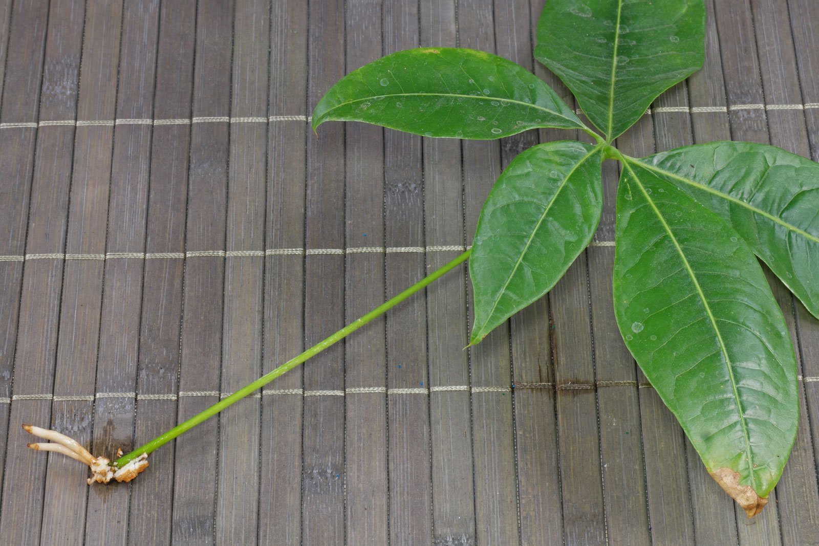 Pachira leaf cutting