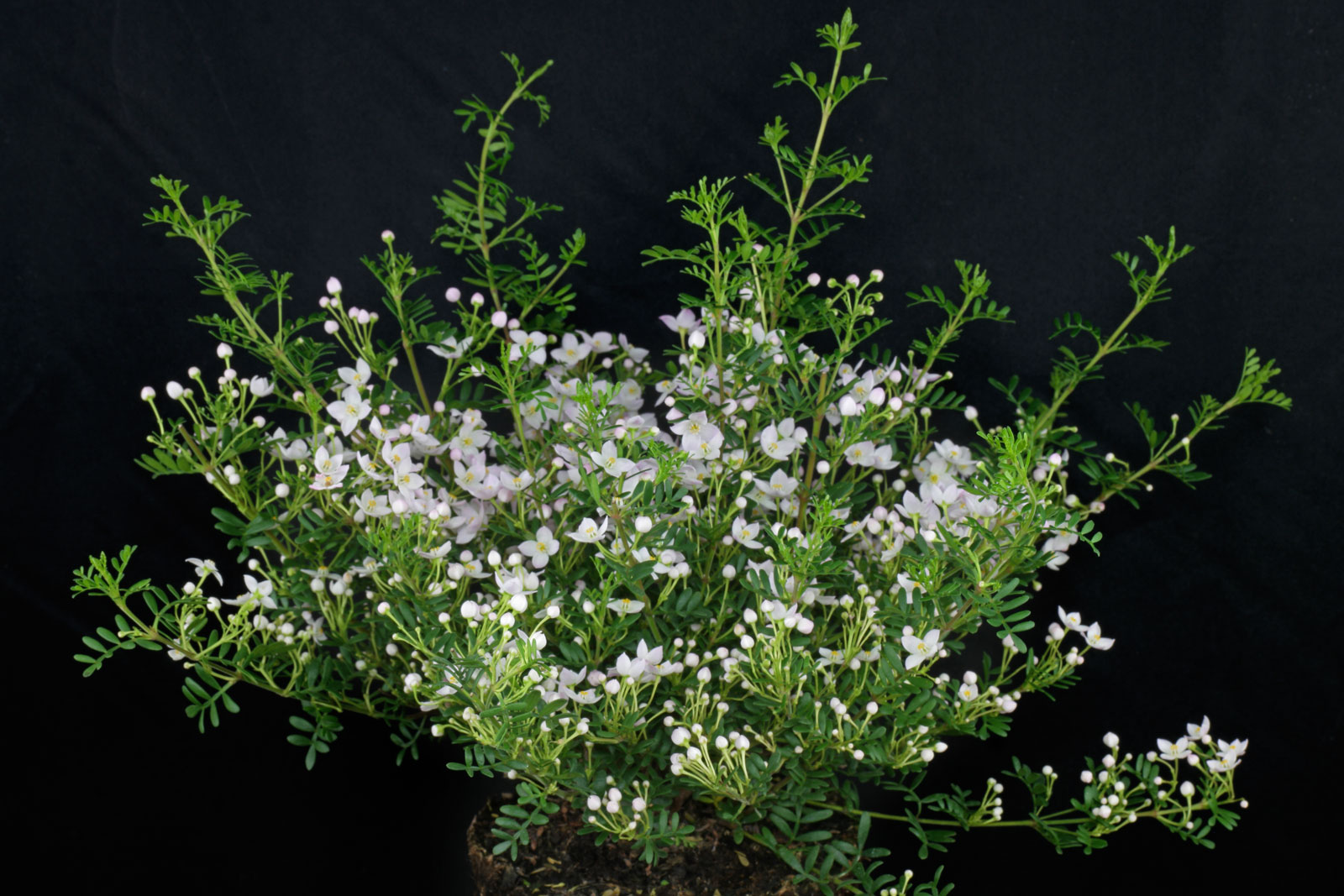 Boronia anemonifolia