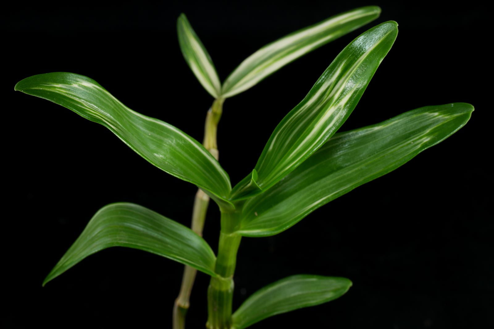 Dendrobium nobile Variegata