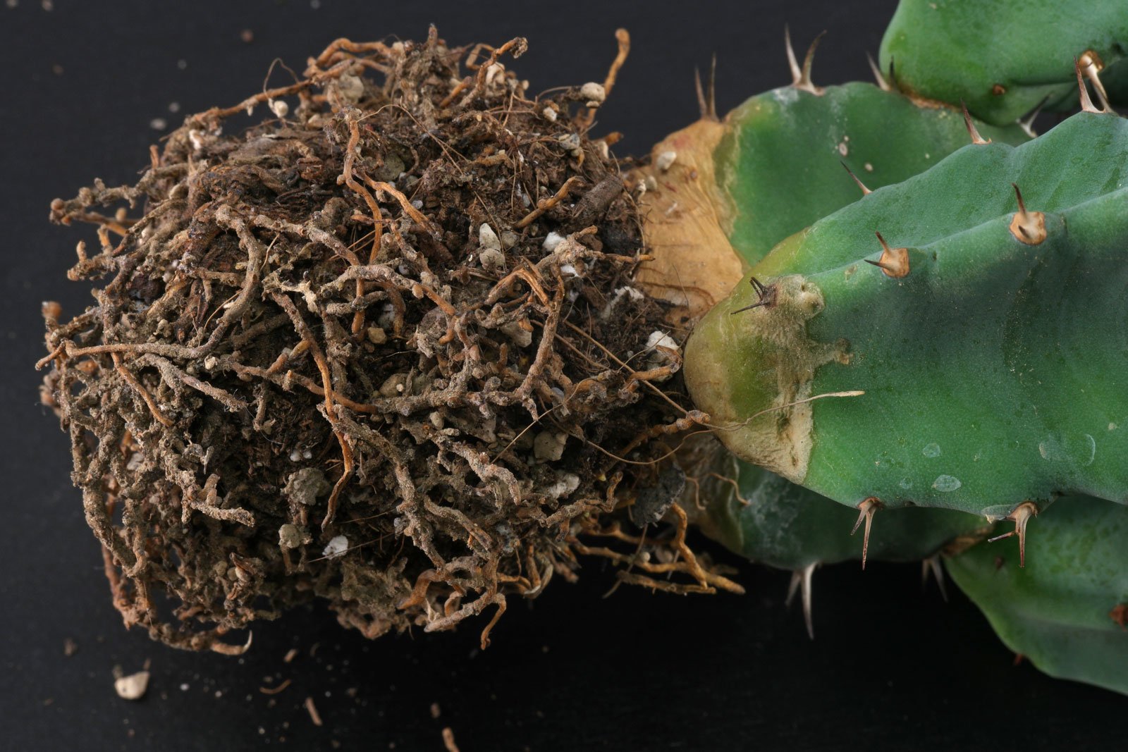 Euphorbia resinifera roots