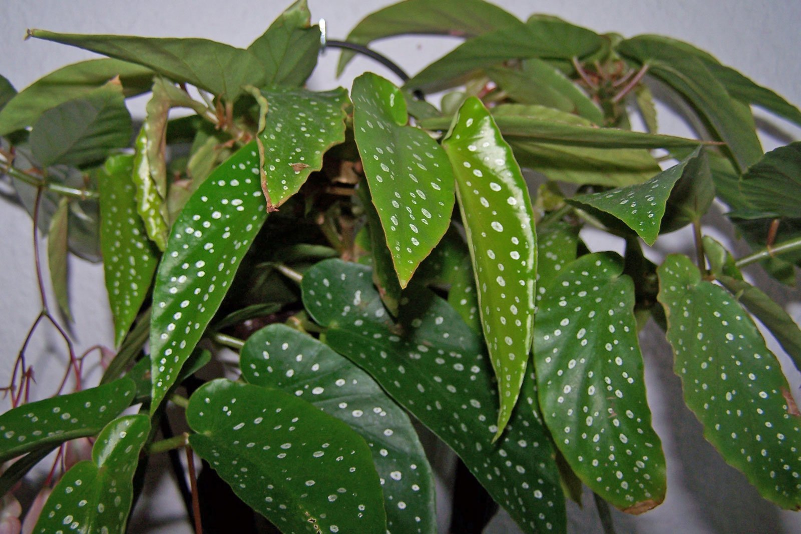 Begonia × albopicta