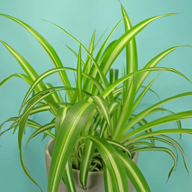Chlorophytum comosum Spider Plant