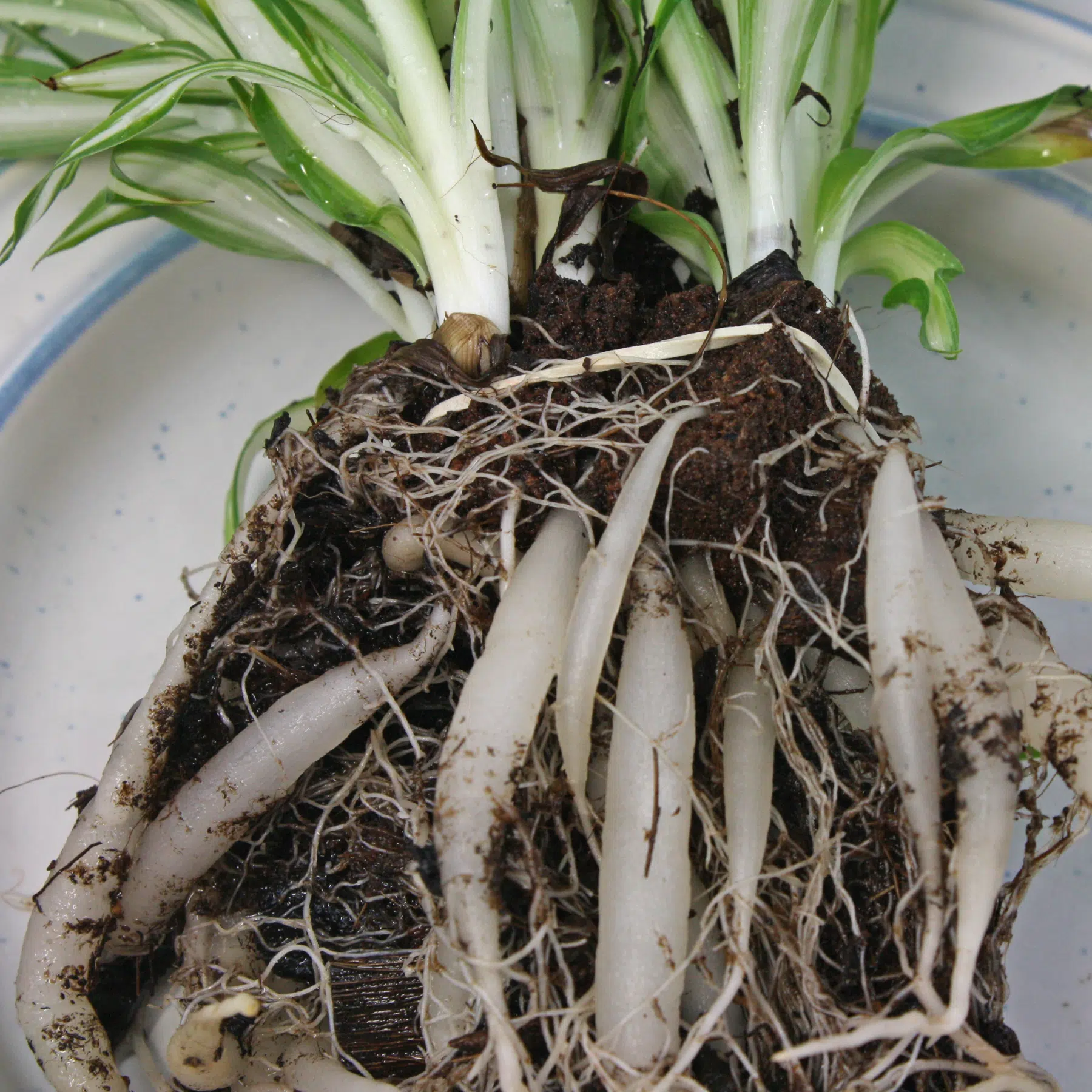 Spider Plant roots