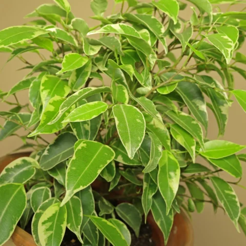 Ficus benjamina Kinky