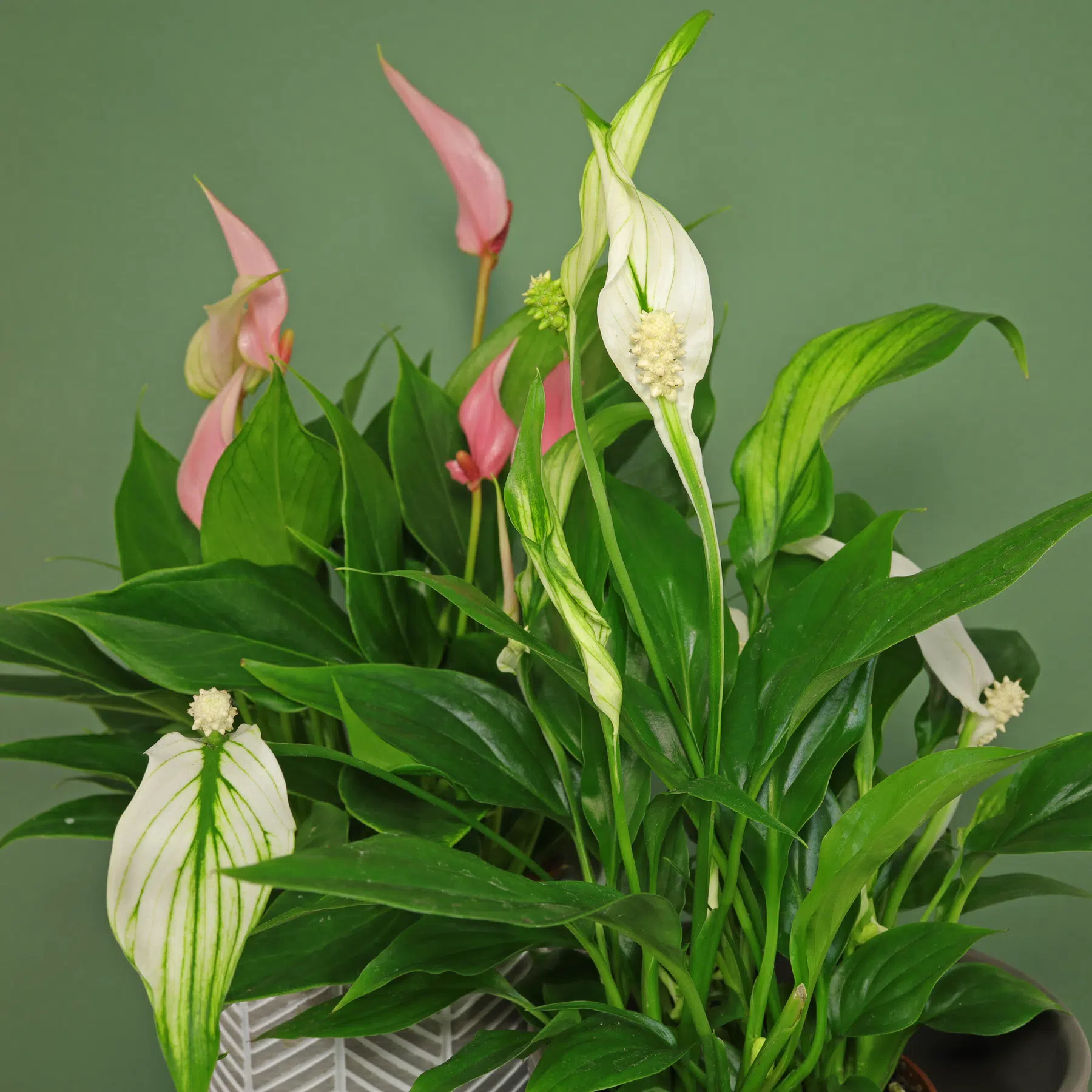 Peace Lily and Flamingo Flower