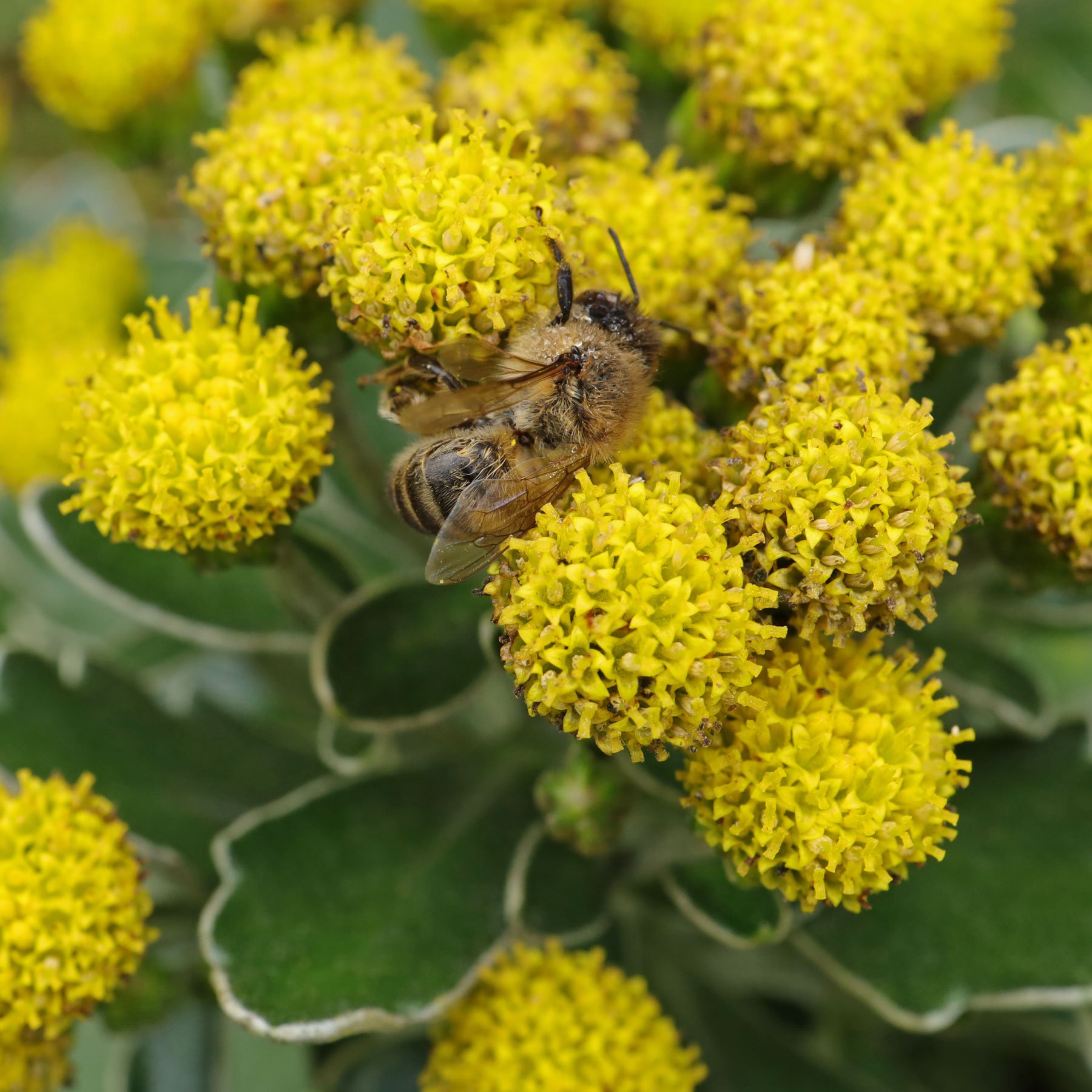 A honey bee pollinates the Gold and Silver Chrysanthemum