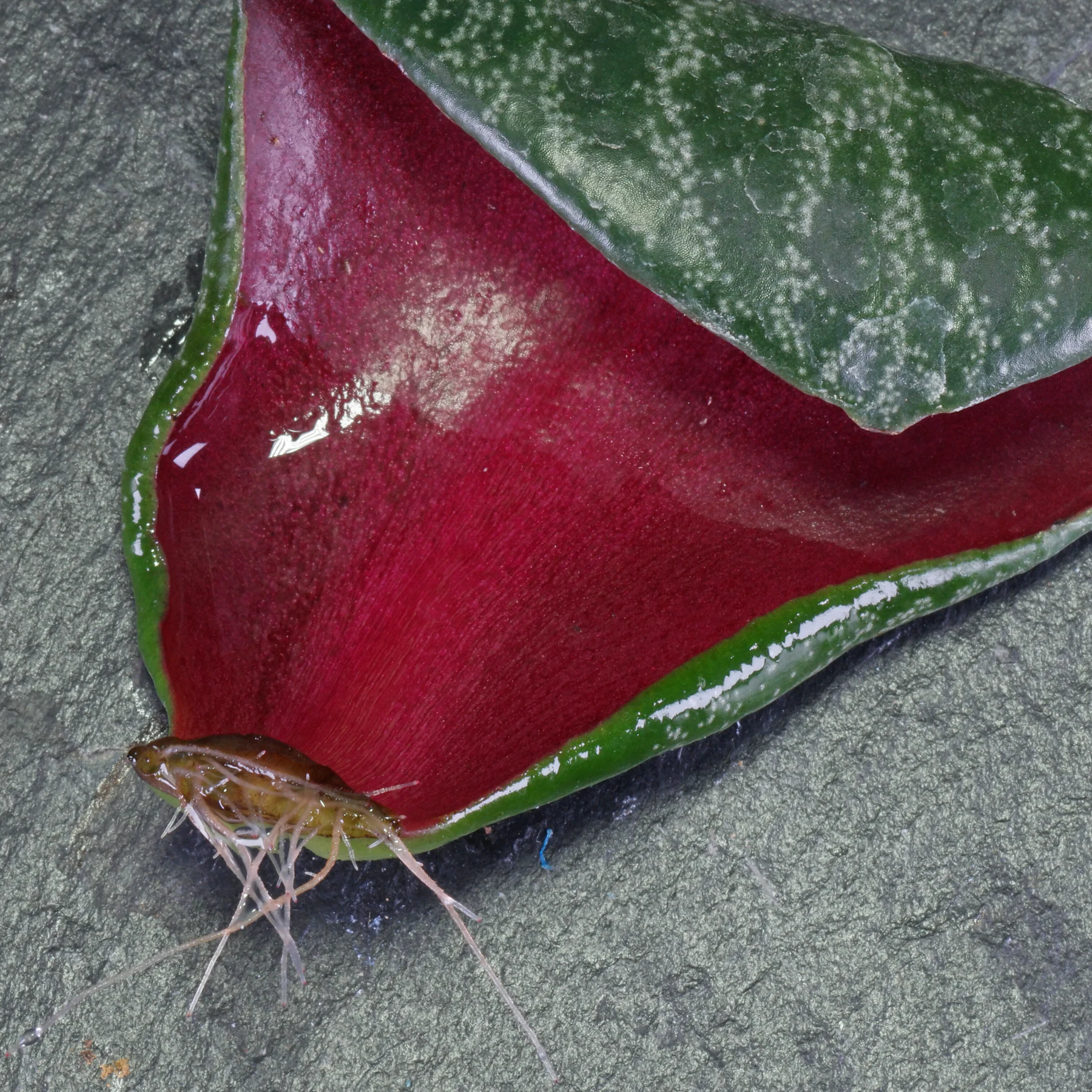 Crassula multicava leaf cutting